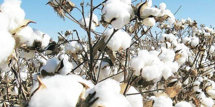Union minister Piyush Goyal calls for collective efforts to increase cotton productivity
